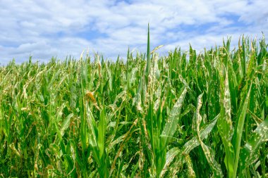 Yaz günü tarım alanında ilaçların püskürtülmesinden sonra bulutlu mavi gökyüzüne karşı yanmış yaprakları olan mısır bitkileri.