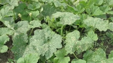 From above pumpkin plants with green leaves injured by toxic herbicide on sunny summer day on farm