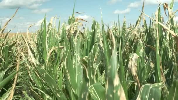 Corn Plants Burned Leaves Growing Cloudy Blue Sky Herbicide Spraying — Vídeo de stock