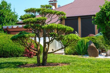 Beautifully trimmed bonsai in front of the villa , bushes and trees. Landscape design, beautiful backyard garden. High quality photo