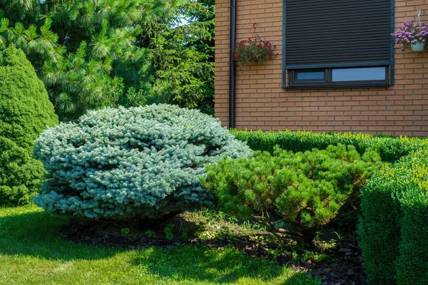 Beautifully trimmed bushes in front of the villa and flowers on the wall. Landscape design, beautiful backyard garden. High quality photo