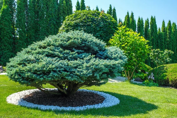 Beautifully trimmed tree on the lawn in the yard on a sunny day. Landscaping, high-quality photos