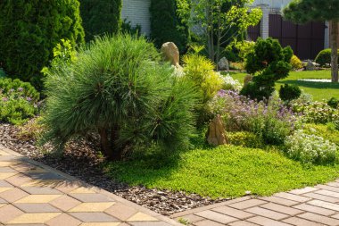 Beautifully trimmed bushes and flowers in a flowerbed. Landscape design, beautiful backyard garden. High quality photo