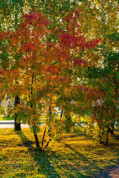 Bomen rood in de herfst — Stockfoto