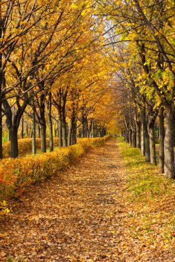 Sonbahar parkına giden yol