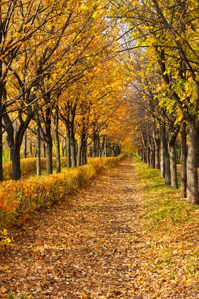 Caminho através do parque de outono — Fotografia de Stock