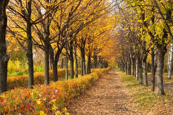 Caminho através do parque de outono — Fotografia de Stock