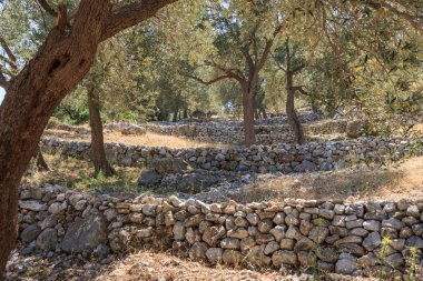zeytin ağacı koru