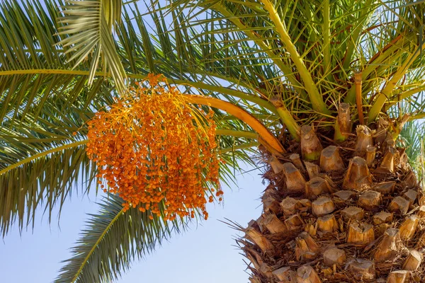 En dadelpalm — Stockfoto