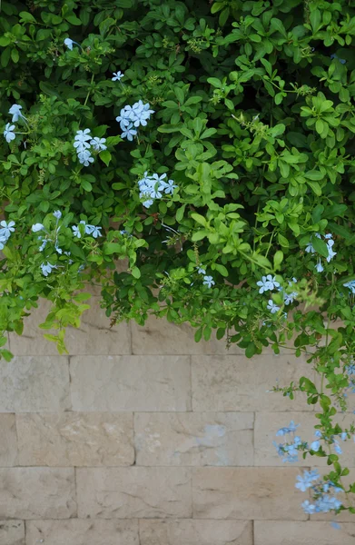 Mur en pierre et plantes vertes avec des fleurs bleu clair — Photo