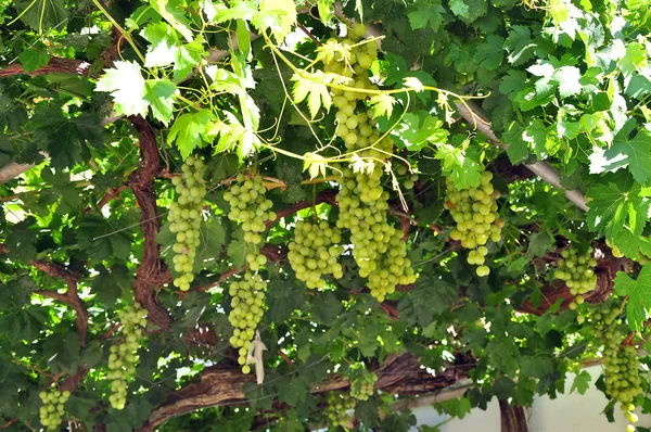 Bunches of grapes — Stock Photo, Image