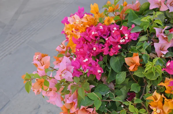 Красивые цветы на южной улице города — стоковое фото