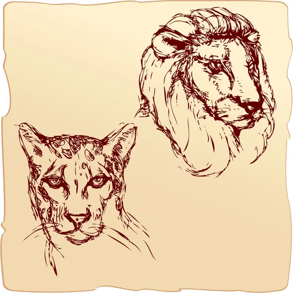 Retrato de tinta desenhada à mão esboço de cabeças de leão e chita — Vetor de Stock