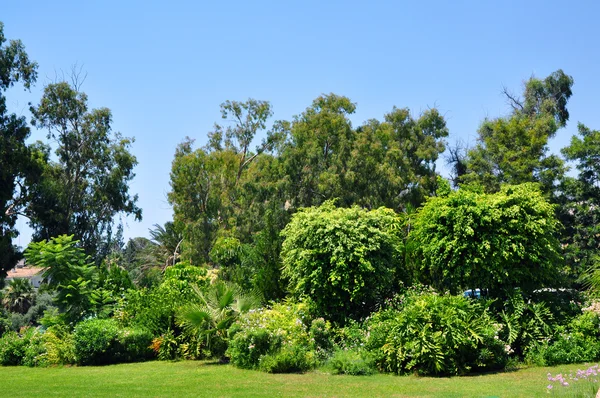 De tropische tuin van het Hotel, cyprus — Stockfoto