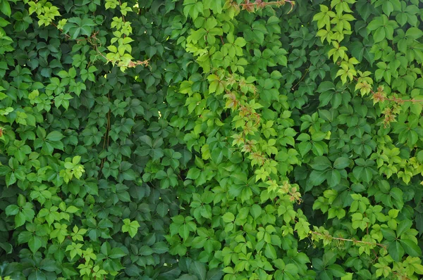 Green leaves wall background — Stock Photo, Image