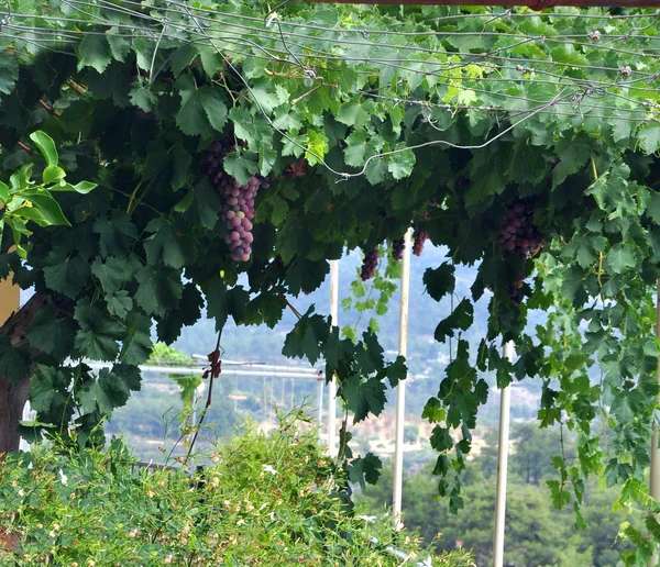 Uvas vermelhas roxas com folhas verdes na videira — Fotografia de Stock