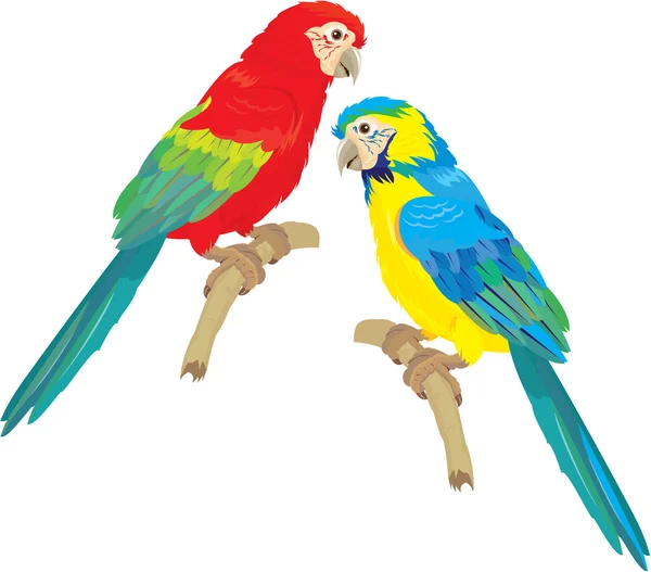 Elszigetelt fehér backgro kék-sárga és piros-kék Ara papagáj — Stock Vector