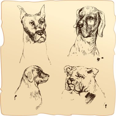 Köpekler başkanları - Dalmaçyalı, bloodhound, ayarla bulldog el çekilmiş Il