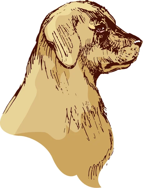 Hund skiss huvud - bloodhound hand dras illustration - i vintag — Stock vektor