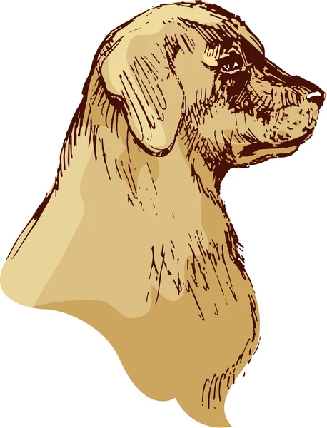 Cabeza de perro - ilustración dibujada a mano de sabueso - boceto en vintag — Vector de stock