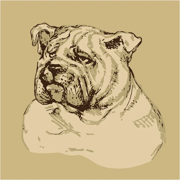 Bulldog fej - kézzel rajzolt illusztráció -skicc vintage stílusban — Stock Vector