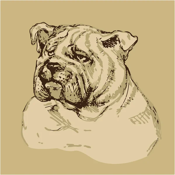 Buldog head - ręcznie rysowane ilustracje -szkic w stylu vintage — Wektor stockowy