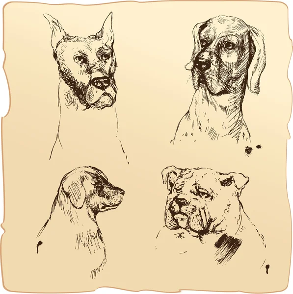 Set of Dogs heads - dalmatian, bloodhound, bulldog hand drawn il — Stock Vector