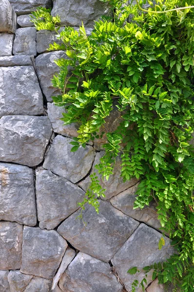 Parede de pedra velha e planta trepadeira verde - imagem vertical . — Fotografia de Stock