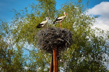 Yetişkin beyaz bir leylek yuvadan uçuyor.