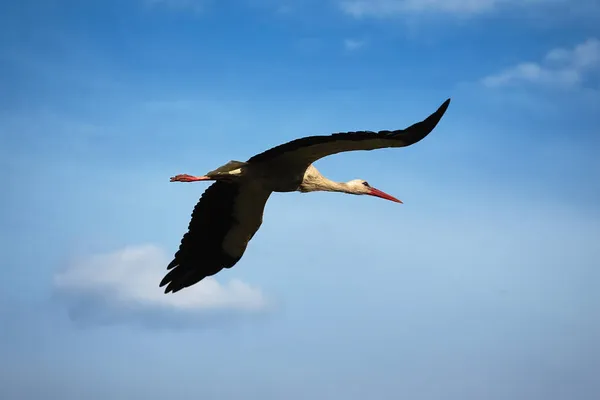 Ausgewachsener Weißstorch Fliegt Den Himmel — Stockfoto