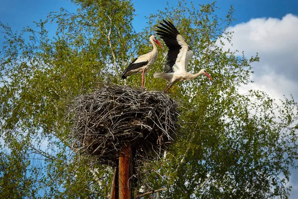 An adult white stork flies away from the nest