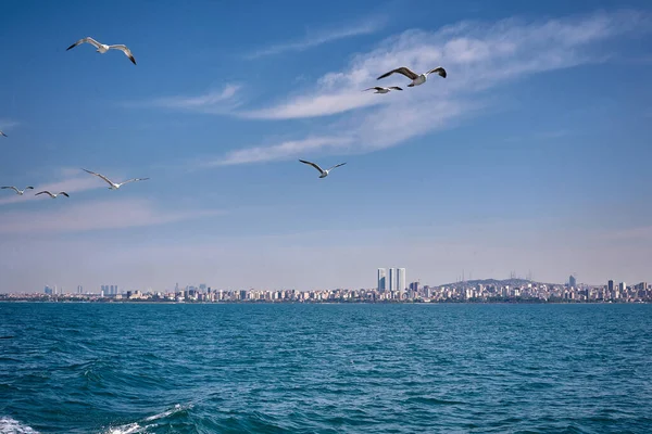 Las Gaviotas Vuelan Sobre Mar Detrás Del Barco Vista Desde — Foto de Stock