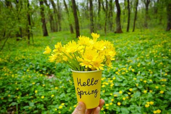 春黄花开在黄色的杯子里 上面刻着 春天来了 的背景是春天的森林 — 图库照片