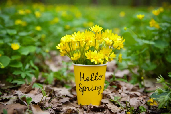 Witam Wiosnę Żółte Wiosenne Kwiaty Filiżance Napisem Hello Spring Stand — Zdjęcie stockowe