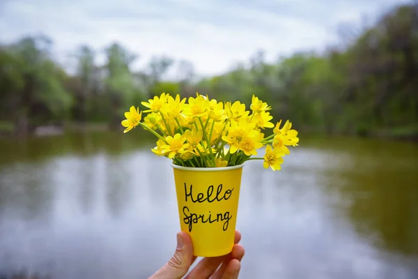 Hola Primavera Flores Amarillas Primavera Copa Amarilla Sobre Telón Fondo — Foto de Stock