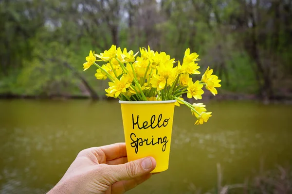 Привет Весна Весной Желтые Цветы Желтой Чашке Фоне Весеннего Лесного — стоковое фото