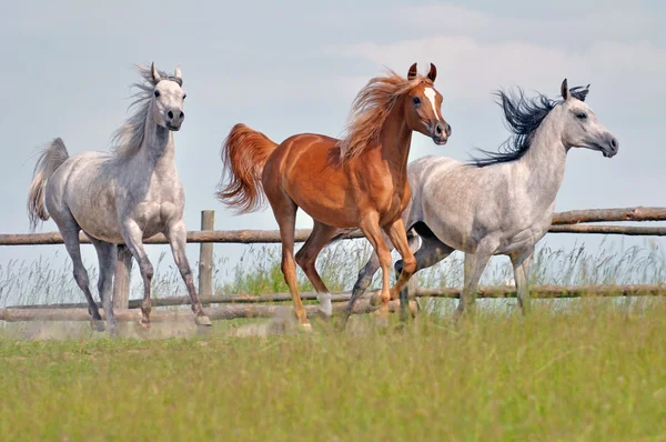 Pferde — Stockfoto