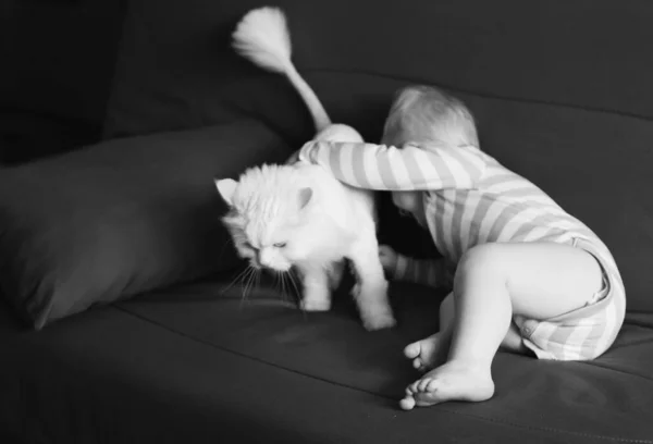 Ασπρόμαυρη Φωτογραφία Ενός Χαριτωμένου Μωρού Μια Λευκή Γάτα — Φωτογραφία Αρχείου