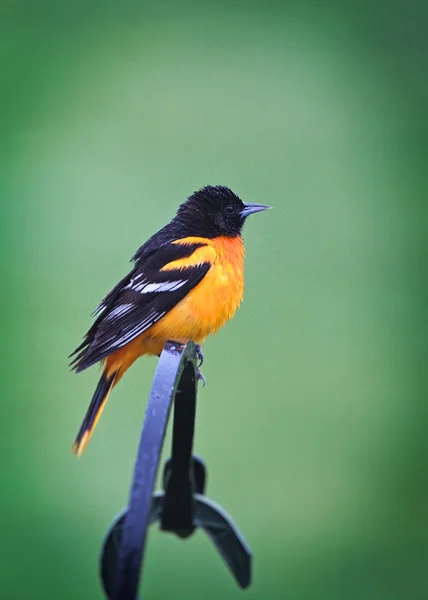 Baltimore oriole — Stock fotografie