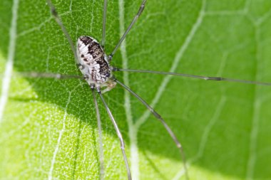 Harvestman Kupası tesisi