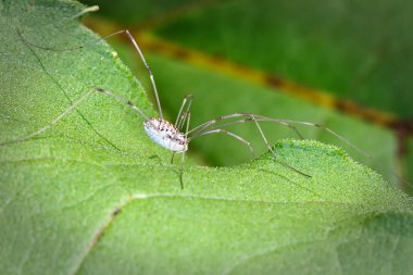 Harvestman Kupası tesisi