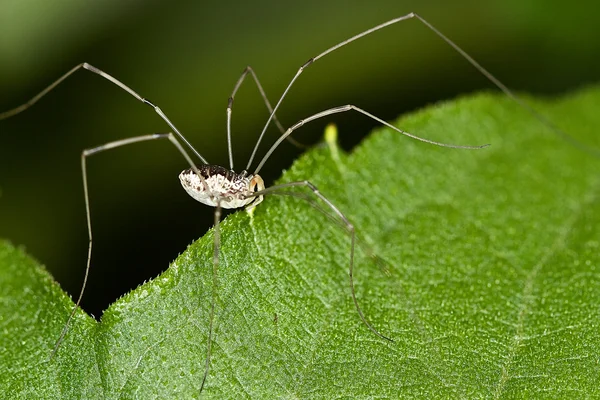 Harvestman na Puchar roślin — Zdjęcie stockowe