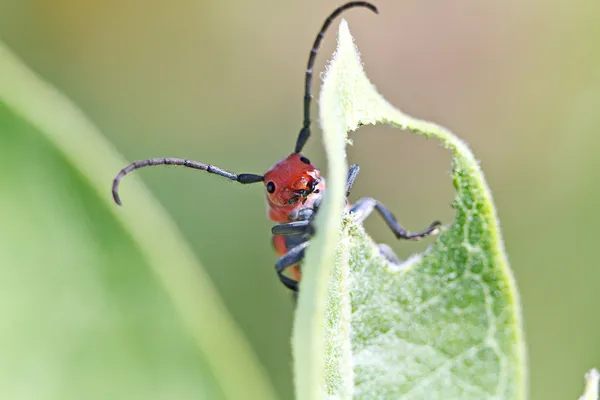 Kırmızı süt kardeş böceği — Stok fotoğraf