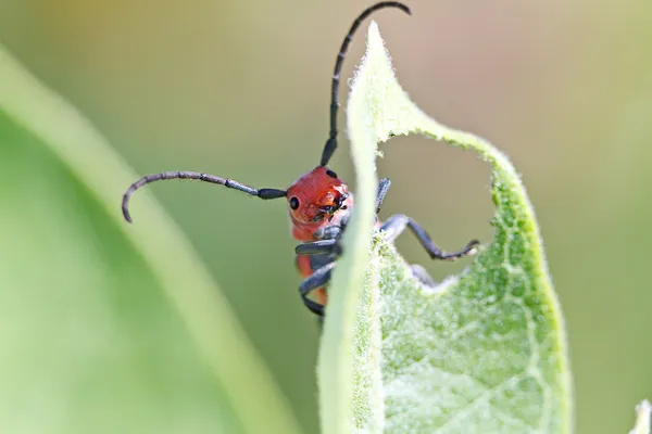 Red Milkweed Beetle — Stock Photo, Image