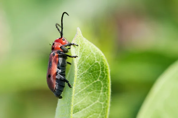 Tetraopes tetrophthalmus — Stock Photo, Image