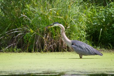 Balıklı büyük mavi balıkçıl.