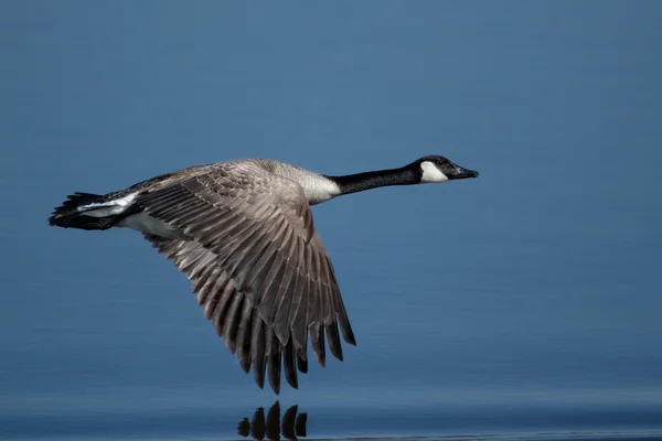 Canada Goose — Stock Photo, Image