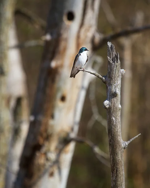 Hirondelle des arbres — Photo