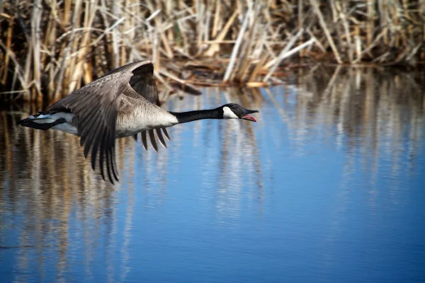 Canada goose Stock Obrázky