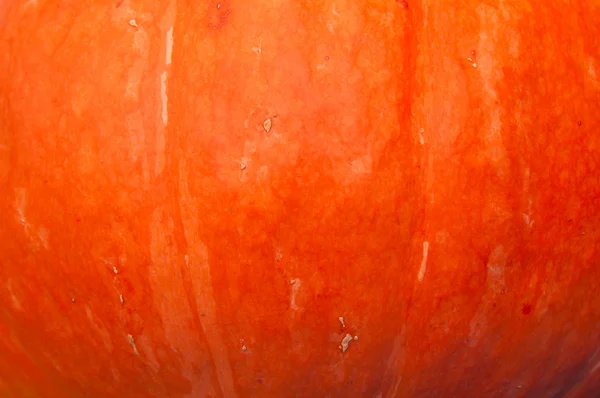 Fondo de calabaza — Foto de Stock